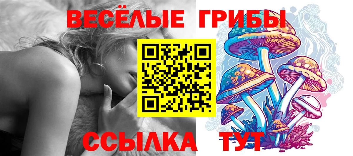 Псилоцибиновые грибы Psilocybe Киселёвск